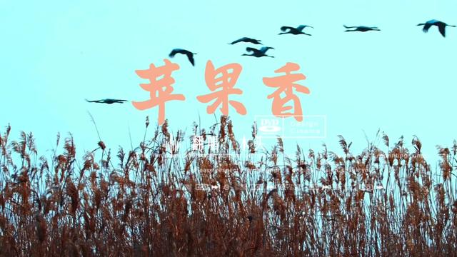 新疆版的苹果香苹果香小女孩版最好听的-第1张图片-太平洋在线下载